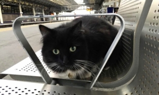 Кошка, живущая на вокзале, помогла английскому журналу значительно увеличить продажи